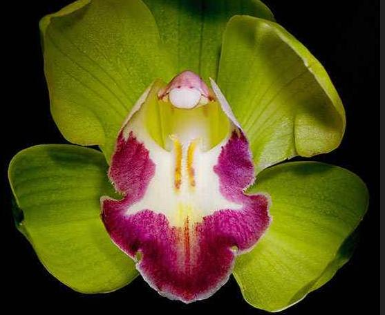 七夕还在送花？来个新玩法，带她去看世界上最昂贵的10种花