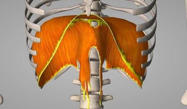 腹式呼吸的好处有增强注意力吗,腹式呼吸的功效能瘦肚子吗