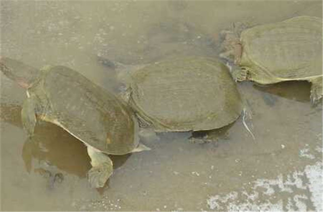 中华鳖饲养管理技术,中华鳖的养殖周期是多少