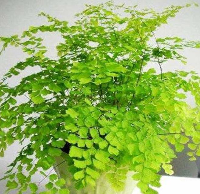 吸收甲醛净化空气的小型植物,花净化空气吸甲醛