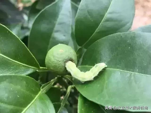 柑橘虫害高清图谱及防治方法,柑橘虫害物理消灭