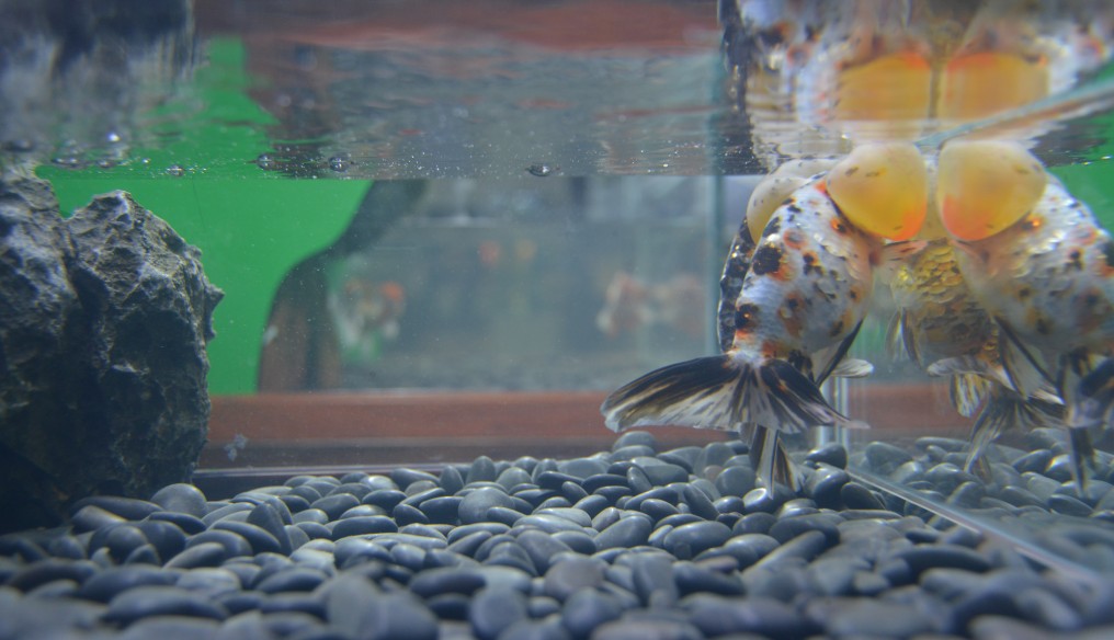 金鱼的饲养技术秘诀,如何把金鱼养好详细攻略