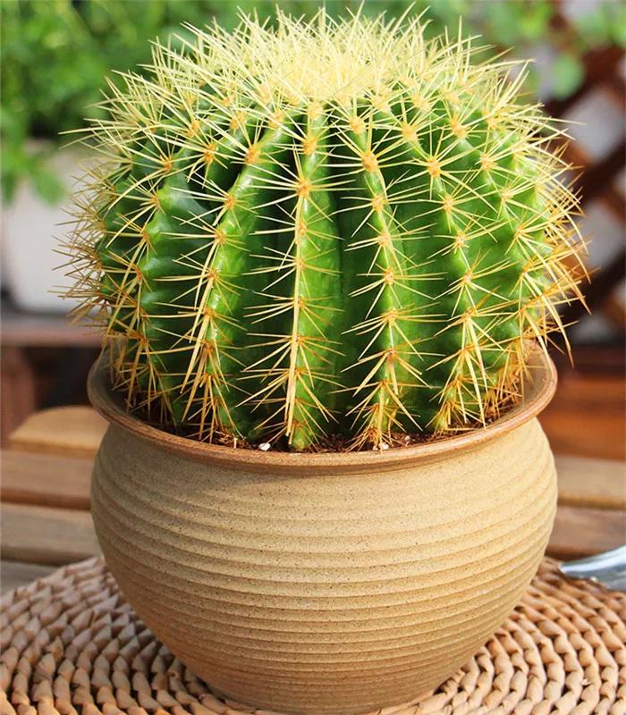 防蚊虫的花草绿植适合在院子种植,杀菌抗菌抑菌的15种花卉绿植