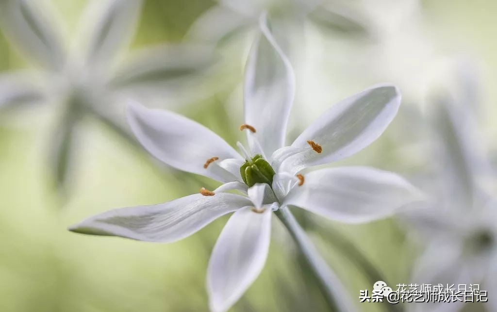 每日一花｜伯利恒之星，可用于治疗癌症，洁白可爱