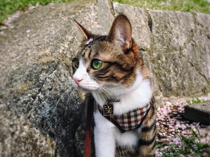 养猫应该对猫有什么了解,一开始养猫误区只要猫咪吃饱就行