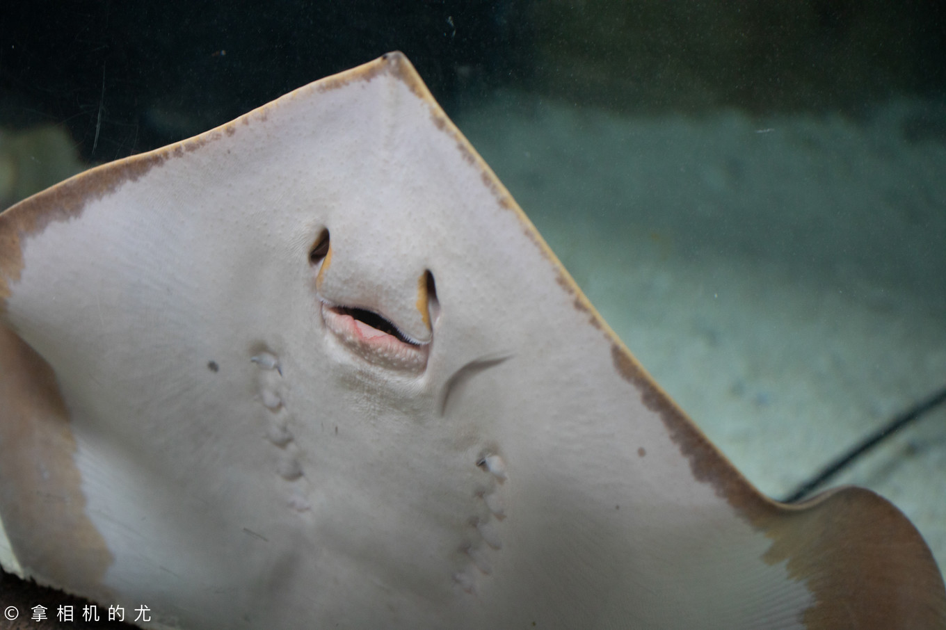 珠海横琴长隆海洋王国游玩全攻略,珠海长隆海洋王国跟香港海洋公园