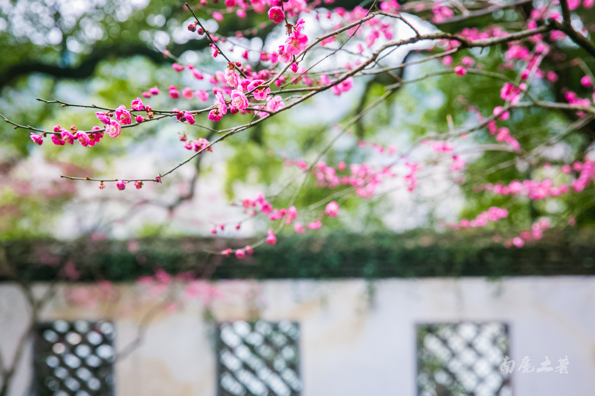 杭州西湖孤山梅花,杭州西湖赏梅花