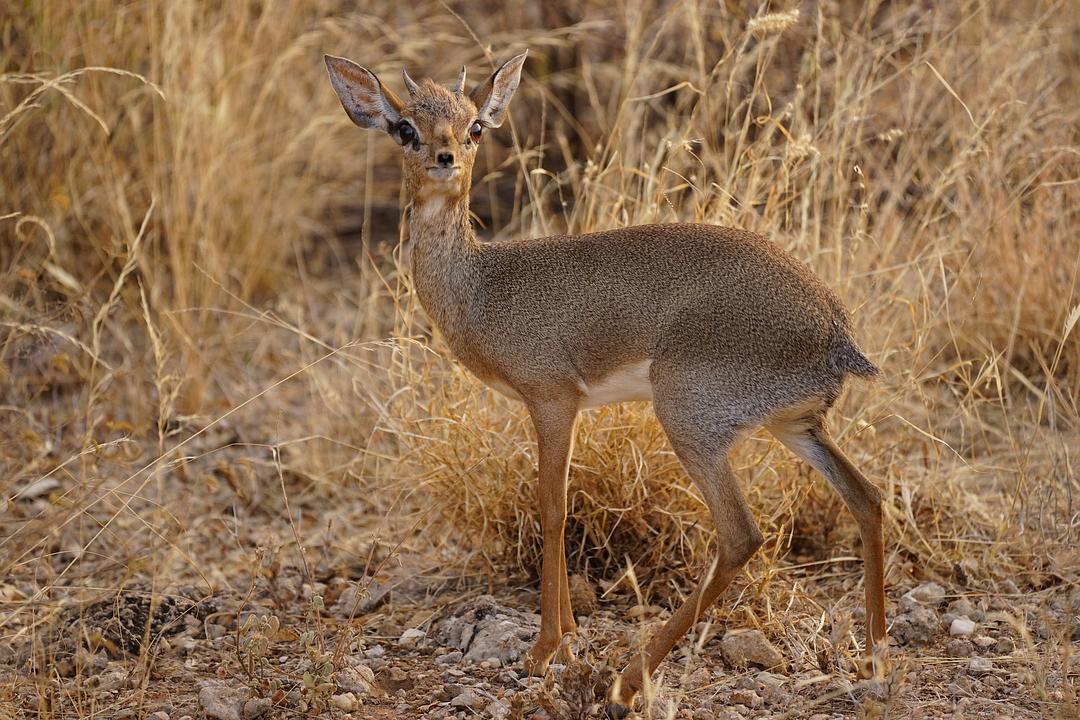 非洲牛科，物种繁多，来认识一下非洲大陆的各种羚羊吧