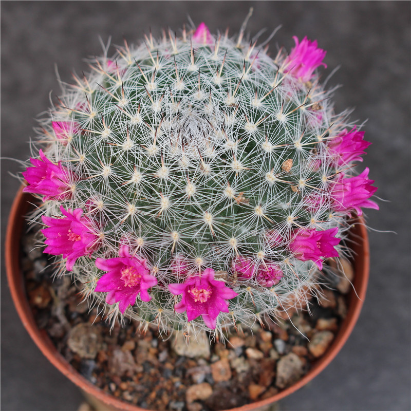 绿萝都养不活还能养什么花,好养活的懒人花绿萝