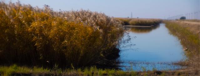 蒹葭与芦荻,芦荻蒹葭