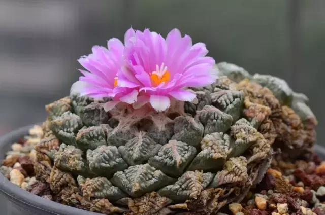 天价名贵药材,最贵的植物排行榜前十名