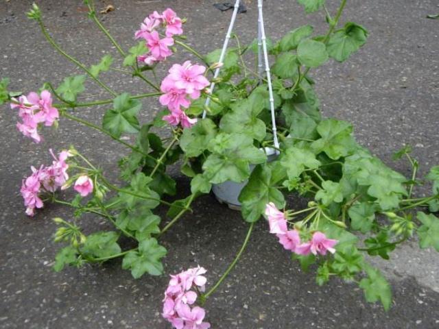 盆栽土壤杀虫的最好杀虫剂,盆栽杀虫杀菌营养液