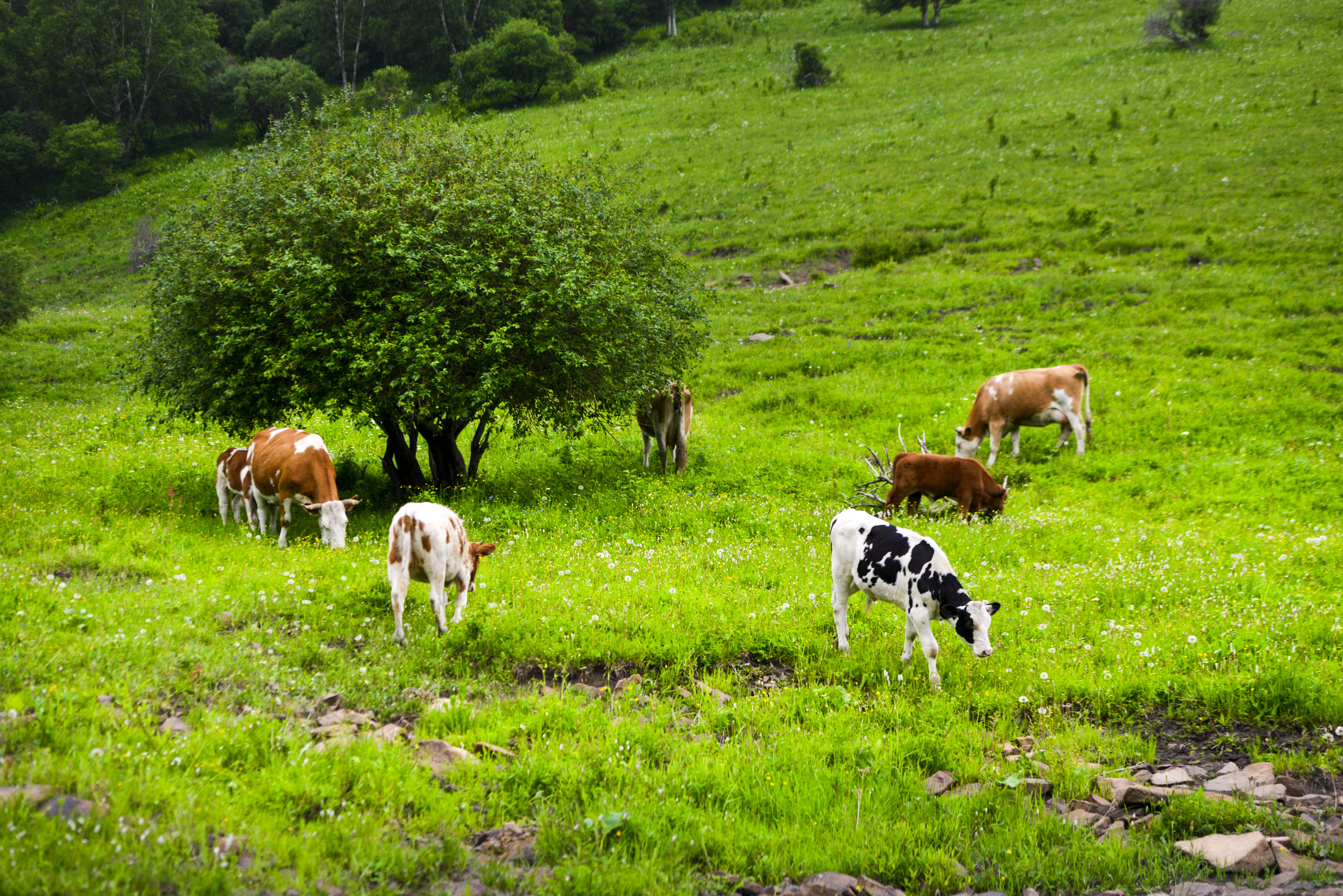 坝上草原照片高清图片,坝上草原风景图100张
