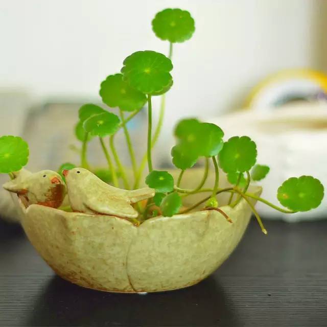 室内养花养这几款花,秋天金鱼花怎么养才开花