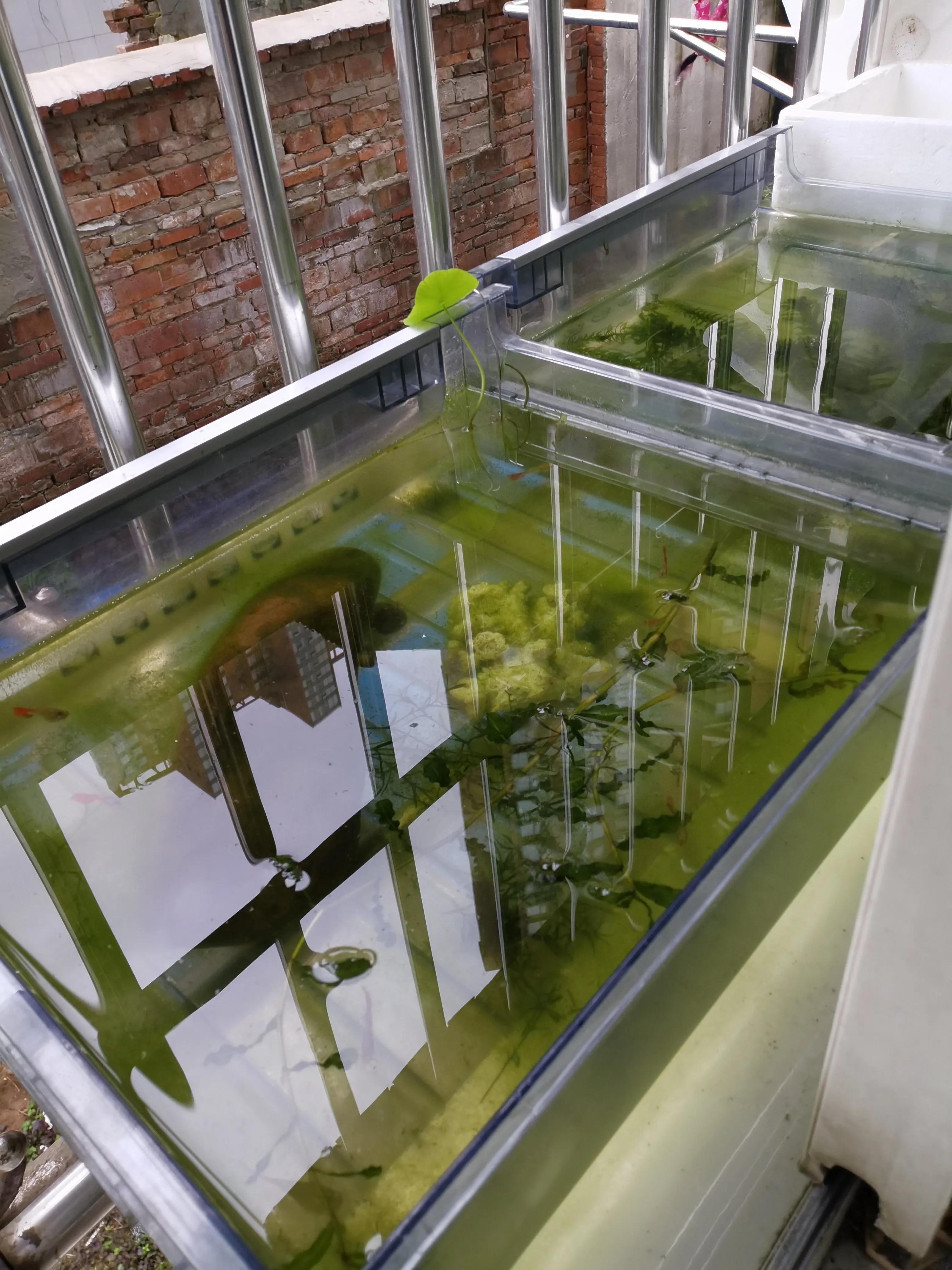 教你如何把鱼养好,教你怎样把鱼养好