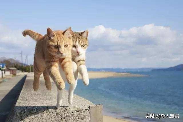 流浪猫怎么和狗和睦相处,流浪猫和流浪狗是怎么出现