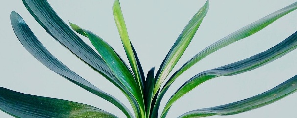 君子兰叶子长不出来了,君子兰叶子下垂是什么原因