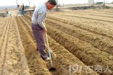马铃薯主要栽培技术要点,马铃薯地膜覆盖高产栽培技术