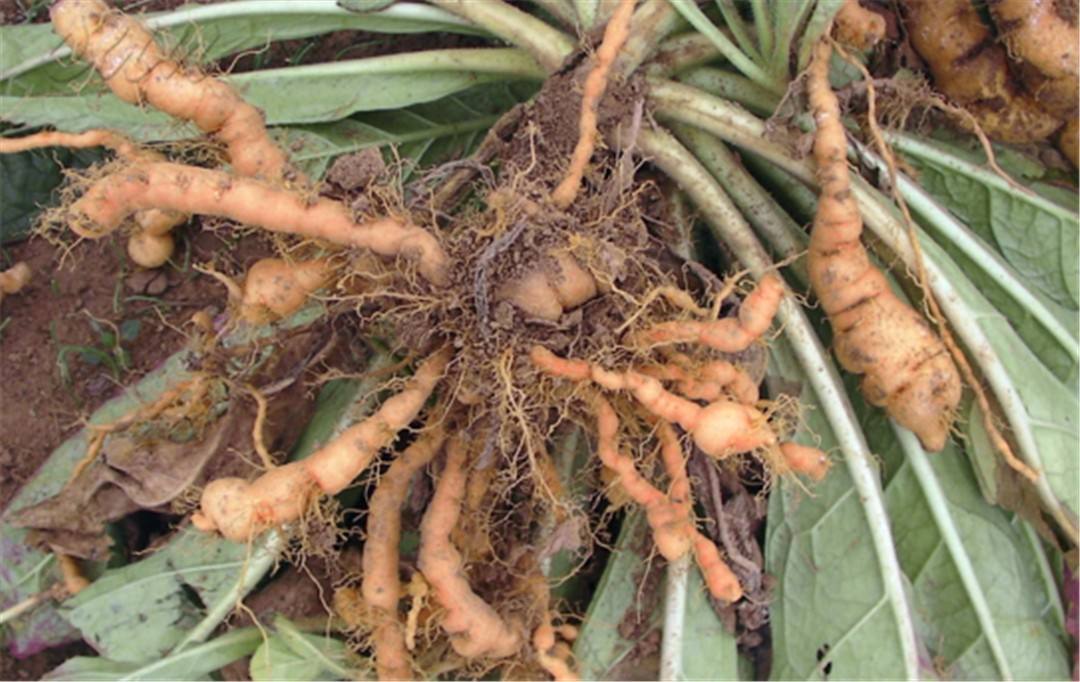 地黄最佳种植时间和技术,地黄种植两年可以吗