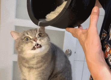 橘猫被抓警察局,肥猫被警察带走判刑