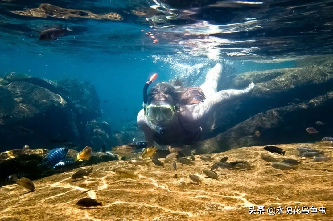 三湖慈鲷鱼肚子瘪,三湖慈鲷和老鼠鱼