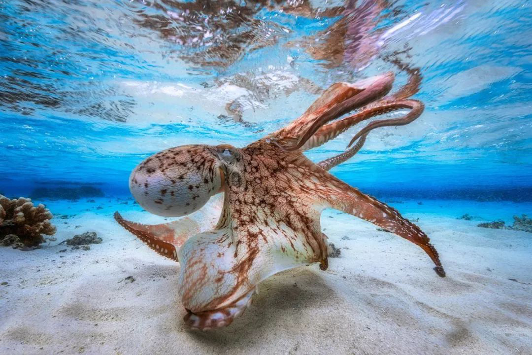 科学家在深海中发现未知的章鱼,木卫二存在巨型章鱼吗