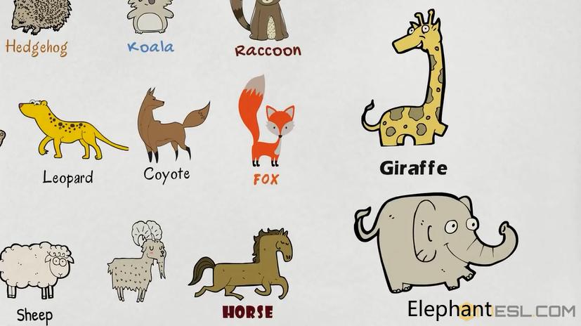 关于动物的英语短单词,初中英文的动物词汇