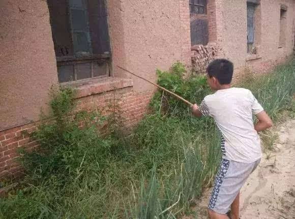 怎么捅马蜂窝最安全最快,捅小马蜂窝的正确方法