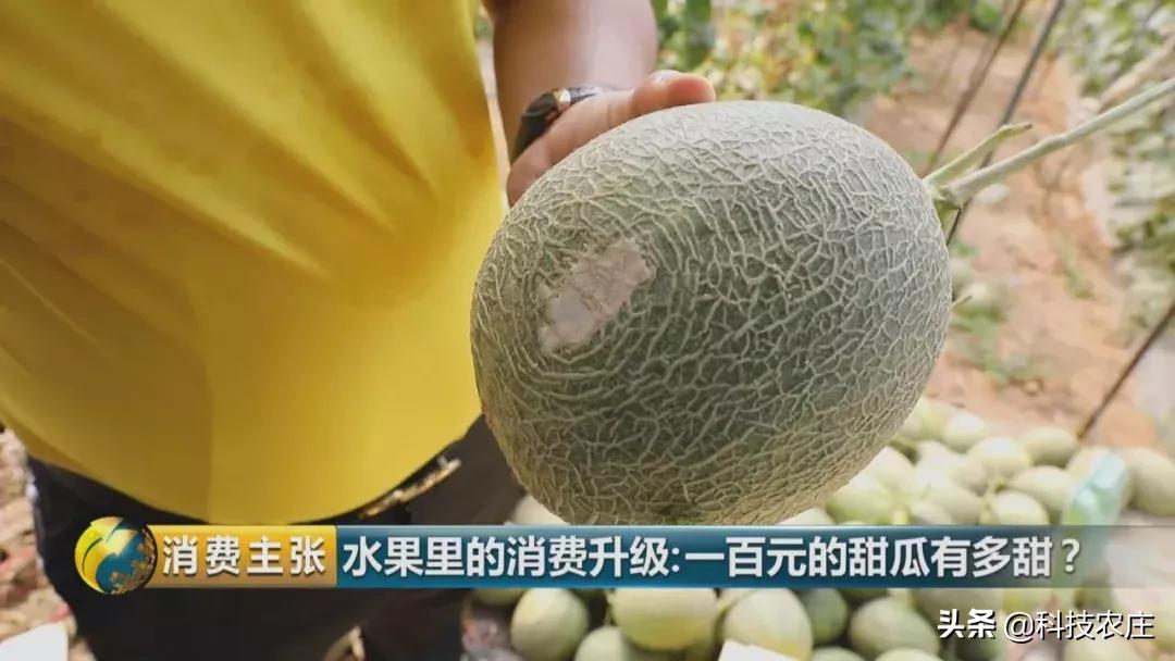 甜瓜最好卖的有哪些品种,菠萝猕猴桃芒果甜瓜什么最贵