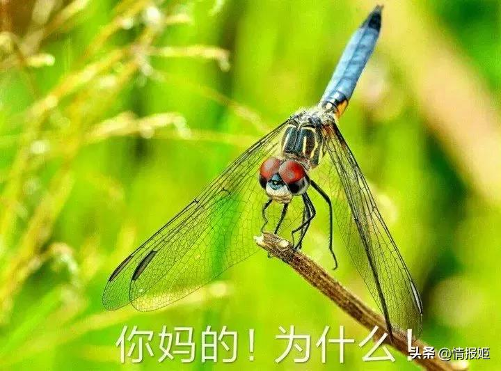 那些年火遍全网的梗和表情包,最开始爆火的表情包