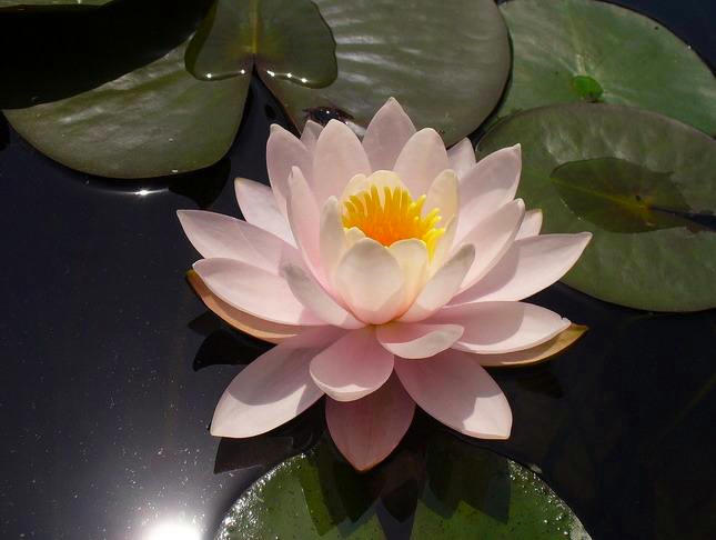 水培睡莲叶子发黑腐烂是什么原因,水培睡莲叶子边缘发黑腐烂