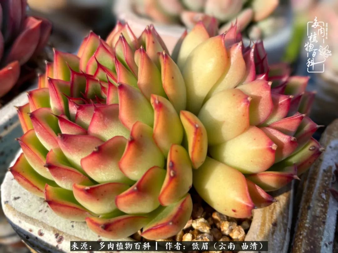 多肉植物百科如何投稿,感谢多肉植物百科的陪伴