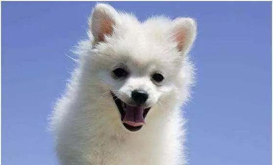 狗狗不吃东西光喝水是怎么回事啊,狗狗脑炎引起无法喝水是什么原因