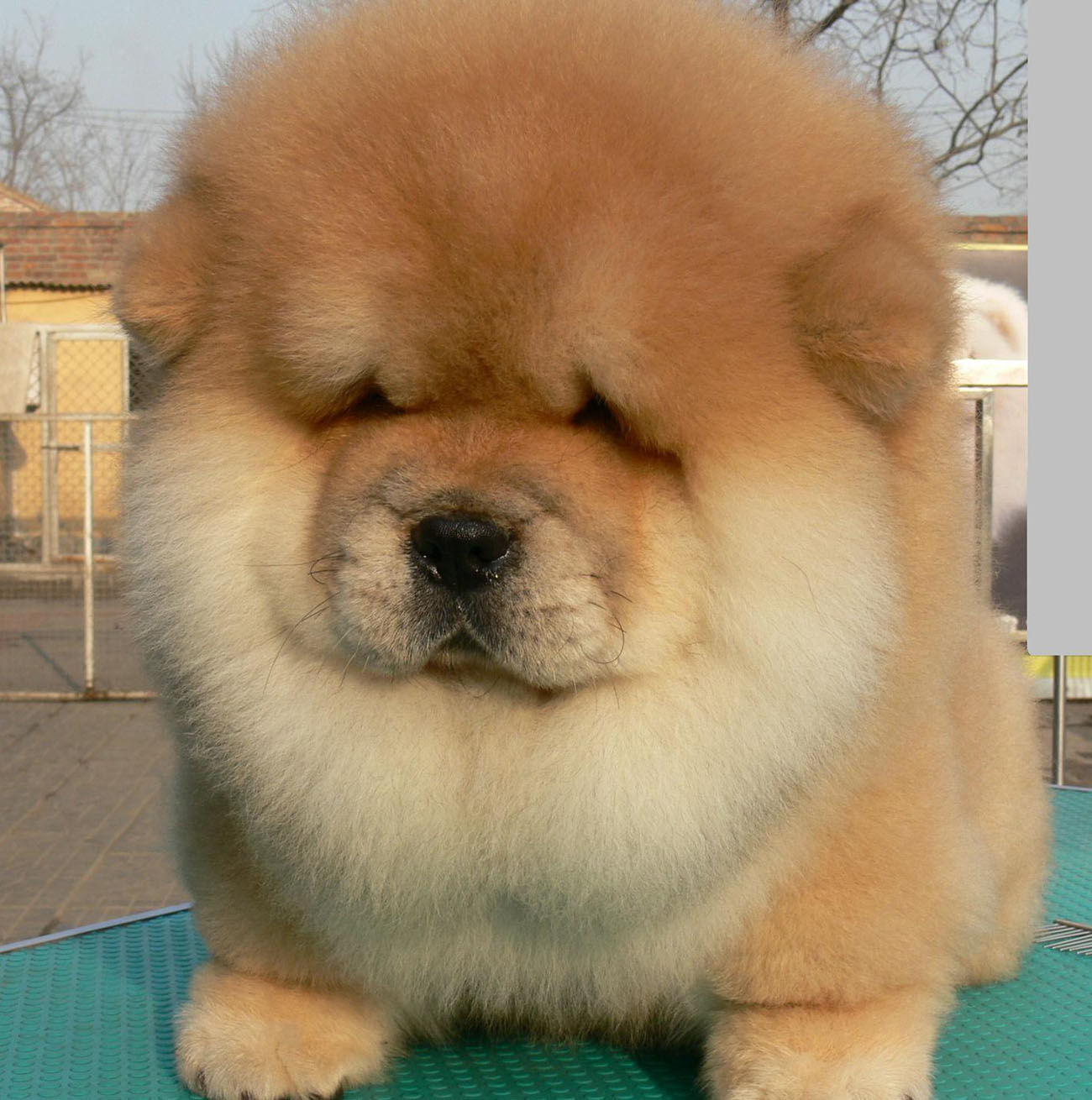 养松狮犬觉得挺温和的,为什么松狮犬出门了就不听使唤了