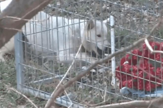 刚出生流浪小奶狗被虐待打断腿,救出长期被虐待流浪狗