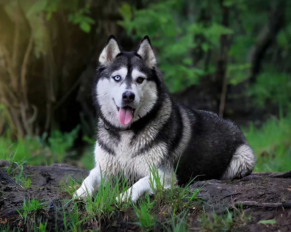 狗狗科普知识大全全部,如何了解各种不同的狗狗品种