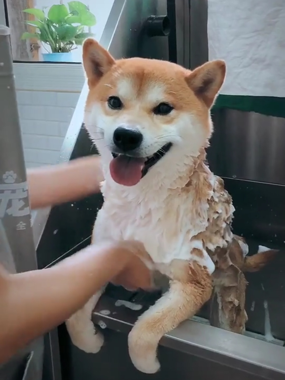 柴犬永远都是笑哈哈的样子萌死啦,柴犬的笑容治愈了多少人