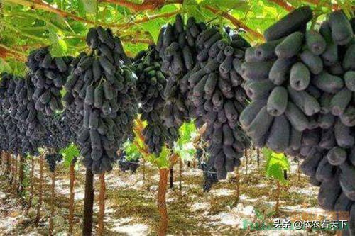 蓝宝石葡萄苗是不是骗人的,蓝宝石葡萄苗是真的吗