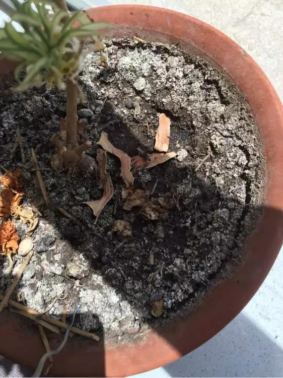 盆栽黄叶烂根什么原因,黄叶烂根怎么补救