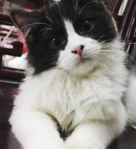 英国短毛猫什么毛色好,英国短毛猫十种受欢迎的毛色