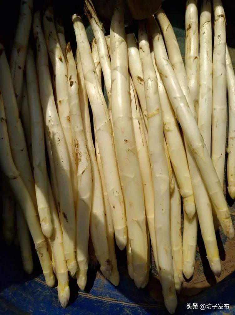 鎴戜滑鏉ュ埌浜嗕腑鍥界殑鑺︾瑡涔嬩埂,鍧婂瓙鑺︾瑡