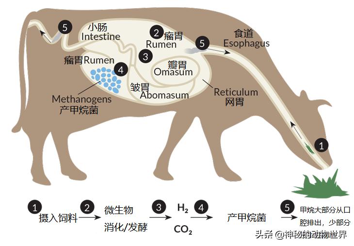 牛可产奶、产肉、有益人类，也可以产甲烷，产温室效应，有害人类