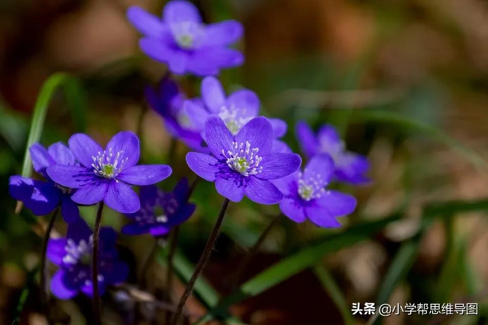 校园垃圾分类作文范文,关于垃圾分类保护环境的优秀作文