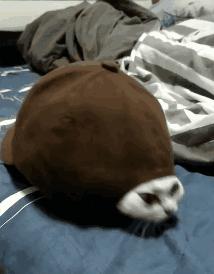 最奇葩的梦话是什么,你听说的最搞笑的梦话