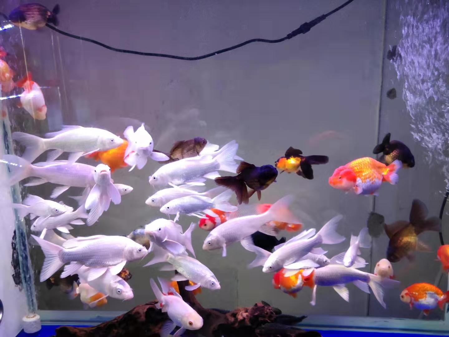 饲料鱼能在多少度生存,家里鱼缸养不活饲料鱼是怎么回事