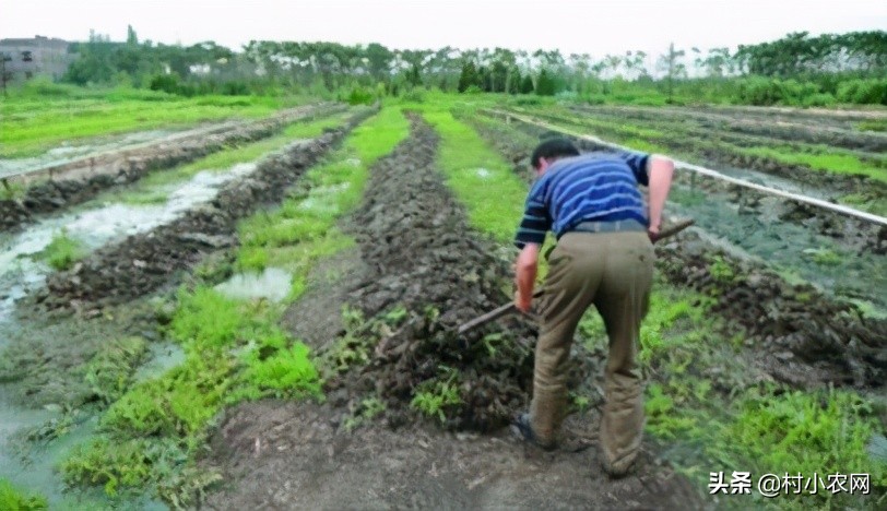 适合农村创业的最新致富项目,平原地区农村创业致富的好项目