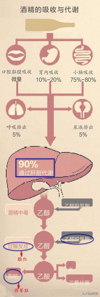 酒后喝茶保健常识,酒后喝茶最简单的解酒
