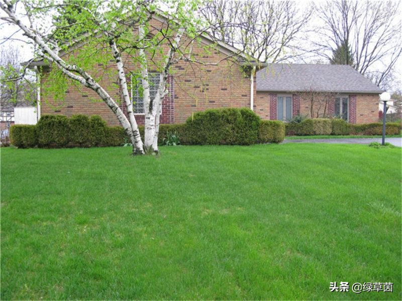 南方种什么草坪最好,北方耐寒草坪用什么草种最好