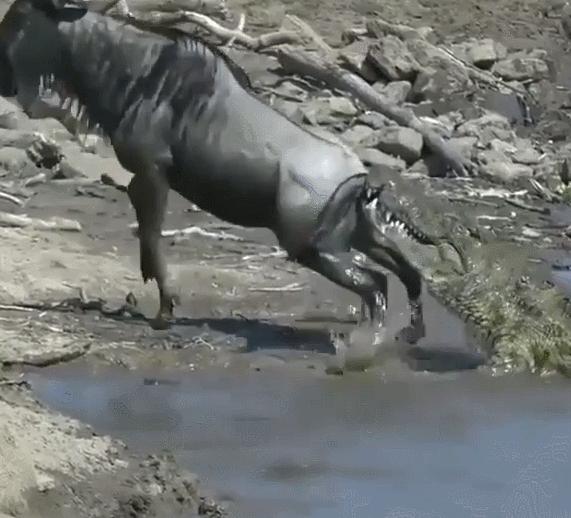 电鳗鳄鱼同归于尽,鳄鱼与电鳗同归于尽