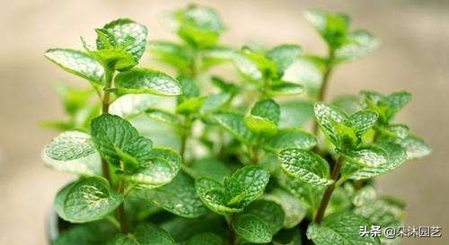 什么花清热去火最快,春天里的这种花清热解毒有奇效